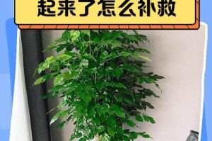 幸福树为何老足掉叶子？（探索幸福树叶子掉落的原因与解决方法）
