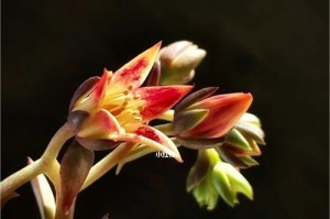 以莲花掌的花怎么养（打造美丽庭院的绝佳选择）