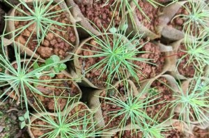 马尾松种植的肥料施用技巧（科学施肥，助力马尾松茁壮成长）