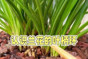 为什么兰草的叶子会干枯？（探究兰草叶子干枯的原因及解决方法）