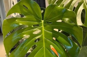 龟背竹吸甲醛真的有效吗？（了解龟背竹的作用与效果，消除家居甲醛困扰）