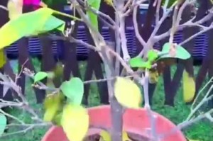 叶子发黄了怎么办？——花叶失色的救赎之道（护叶养花，呵护绿意——解决花叶变黄的关键方法）