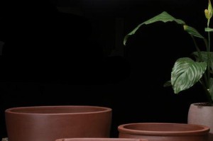 如何选择适合扁花盆的花卉？（以阳台、室内摆设为例，解析扁花盆适合种植的花卉种类）