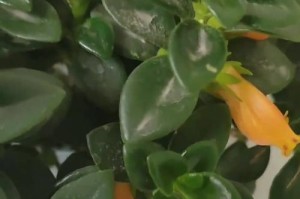 解决金鱼吊兰不开花问题的有效方法（让你的吊兰成为家里的“花王”！）