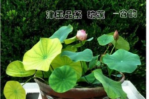 碗莲的种植方法详解（从土壤选择到浇水管理，全方位掌握种植技巧）