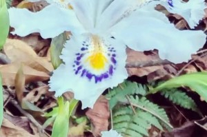 蝴蝶花的美丽与意义（探寻蝴蝶花的独特魅力及其生态作用）
