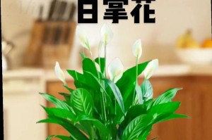 白掌花（欣赏美丽的花朵，享受清新的空气）