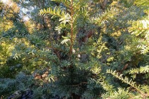 红豆杉修剪技巧（打造完美的红豆杉造景）
