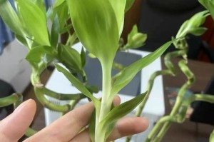 盆栽竹的分根技巧与方法（掌握正确的分根技巧，让你的盆栽竹长势更旺盛）