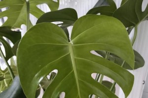 龟背竹的光照需求（喜阳还是喜阴？）