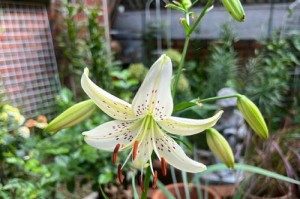 百合花苗长得不好，怎么办？（百合花苗生长状况不佳的原因及解决方法）
