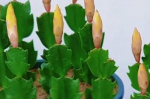 以几月扦插蟹爪兰？（蟹爪兰扦插时间选择及注意事项）