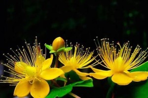 金丝桃开花时间（揭秘金丝桃的开花奥秘）