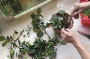 花木虫害防治秘籍（以花木有虫怎么除？教你轻松应对花木虫害问题）