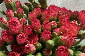 如何养护康乃馨鲜花，让它们更加持久鲜美（专家教你康乃馨养护的小窍门，让鲜花更长久）
