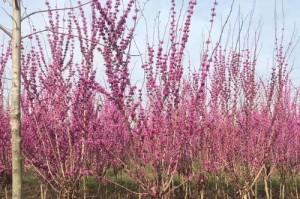 如何正确修剪紫荆树主干（保持紫荆树健康生长的关键技巧与方法）