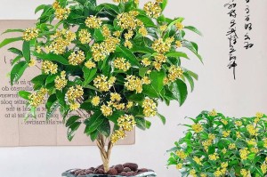 桂花树开花期间的养护技巧（打造美丽芬芳的桂花树花期，掌握这些关键）