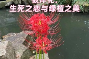 以彼岸花去除小鳞茎的技巧（彼岸花）