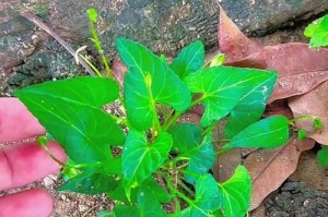 种植地丁的技巧与注意事项（打造丰收的地丁种植秘籍）