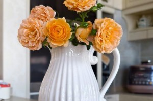 春季水插月季花的技巧与方法（打造美丽花园的必备指南）