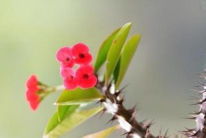 海棠花的种种（了解它是否有毒，室内养护注意点大揭秘）