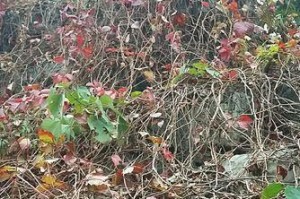 花落叶子，留下的是什么？（探索花朵凋落的意义及处理方式）