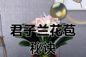 以君子兰不开花怎么办？（挑选良种、合理管理、创造适宜环境）
