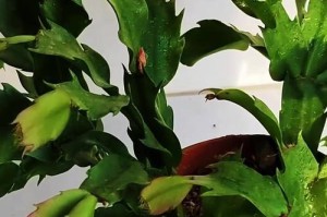 水培蟹爪兰不开花的原因及解决方法（探索水培蟹爪兰开花的秘密，实现盆栽之美）