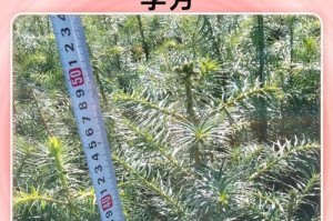 红豆杉种植与管理指南（从种下红豆杉到成为美丽绿色的庭院景观，你需要知道的一切！）