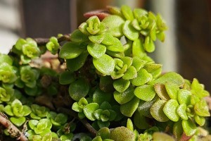 《多肉植物锦偏多养护全攻略》（了解多肉植物锦偏多的特点和养护要点，助你打造美丽的多肉花园）