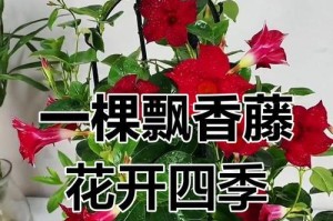 冬季飘香藤的养护之道（打造美丽花园的秘密武器）