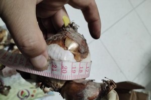《以海仙花如何养植？》（掌握养植技巧，让你的海仙花常青繁盛）
