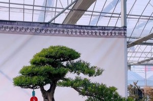 以罗汉松为主题的盘景魅力（探索罗汉松的美丽与神奇）