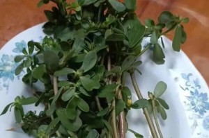 以马觅苋的养殖技巧（从选种到管理，助你成功种植以马觅苋）