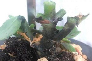 长寿花养护技巧（教你如何恢复枯死的长寿花，让其重焕生机）