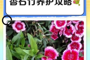 以石竹开败后的修剪技巧（打造美丽花坛，掌握石竹修剪关键）