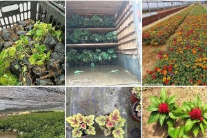 全面指南（打造令人羡慕的蛇鞭菊花园）