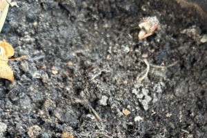 洋葱发芽了怎么种植？（如何利用发芽的洋葱种植新鲜蔬菜，健康无添加！）