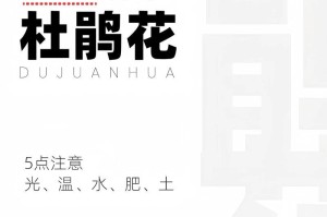 秋季杜鹃花的养护之道（如何正确照料杜鹃花，让它在秋季绽放绚丽）