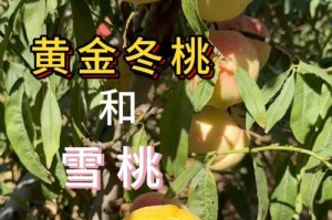 黄桃上市时间与成熟期（了解黄桃的生长规律，享受美味的滋味）