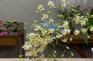 如何修剪以文心兰才能促使其开花（掌握修剪技巧，让以文心兰绽放芬芳）