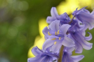 百合花的生命周期（一年生还是多年生？探究百合花的生长周期）