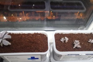 绿萝土里有虫卵，如何处理？（保持绿萝健康的关键措施与方法）
