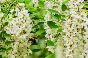国槐开花的奇妙世界（探秘国槐开花的颜色与花期）