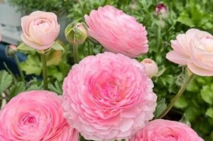 春节花卉之义剑挥春，喜迎新年（从历史到现代，从习俗到文化，一起了解春节花卉的含义和象征意义）
