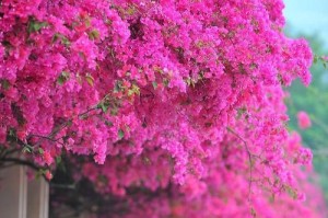 在家种三角梅，让生活更美好（家居装饰的好帮手，让家更加清新）