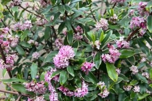 冬季花卉养护指南（如何科学养护各种花卉，让冬天绽放多彩花海）