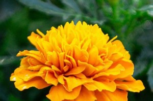 万寿菊绽放之美（缤纷盛放的万寿菊——揭秘花海中的绚丽色彩）