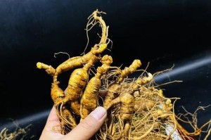 广西的人参种植现状及前景探讨（从自然环境到市场需求，深入解析广西人参产业）