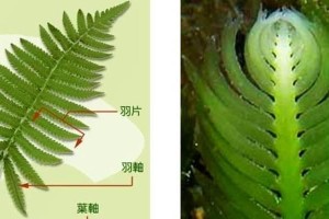 如何彻底根除植物害虫？（有效方法揭秘，为你的植物提供全面保护！）